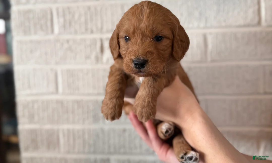 Mini Goldendoodle dogs for sale: Mocha - Ad 2