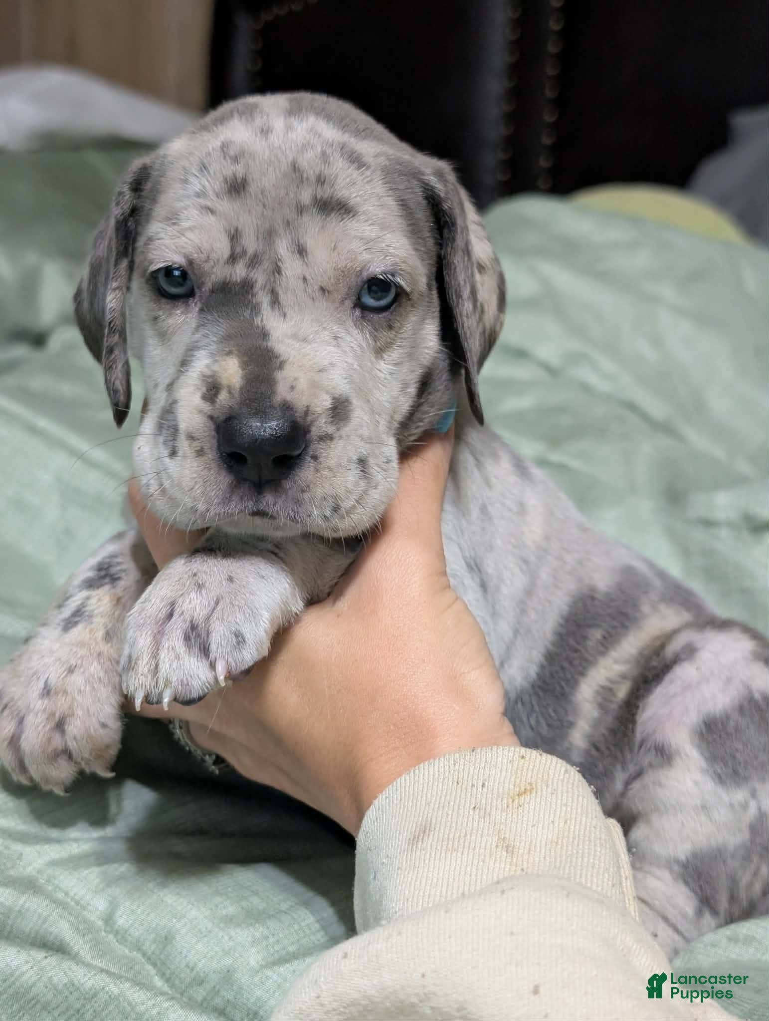 Great Dane dogs Bessy-female - Ad 1