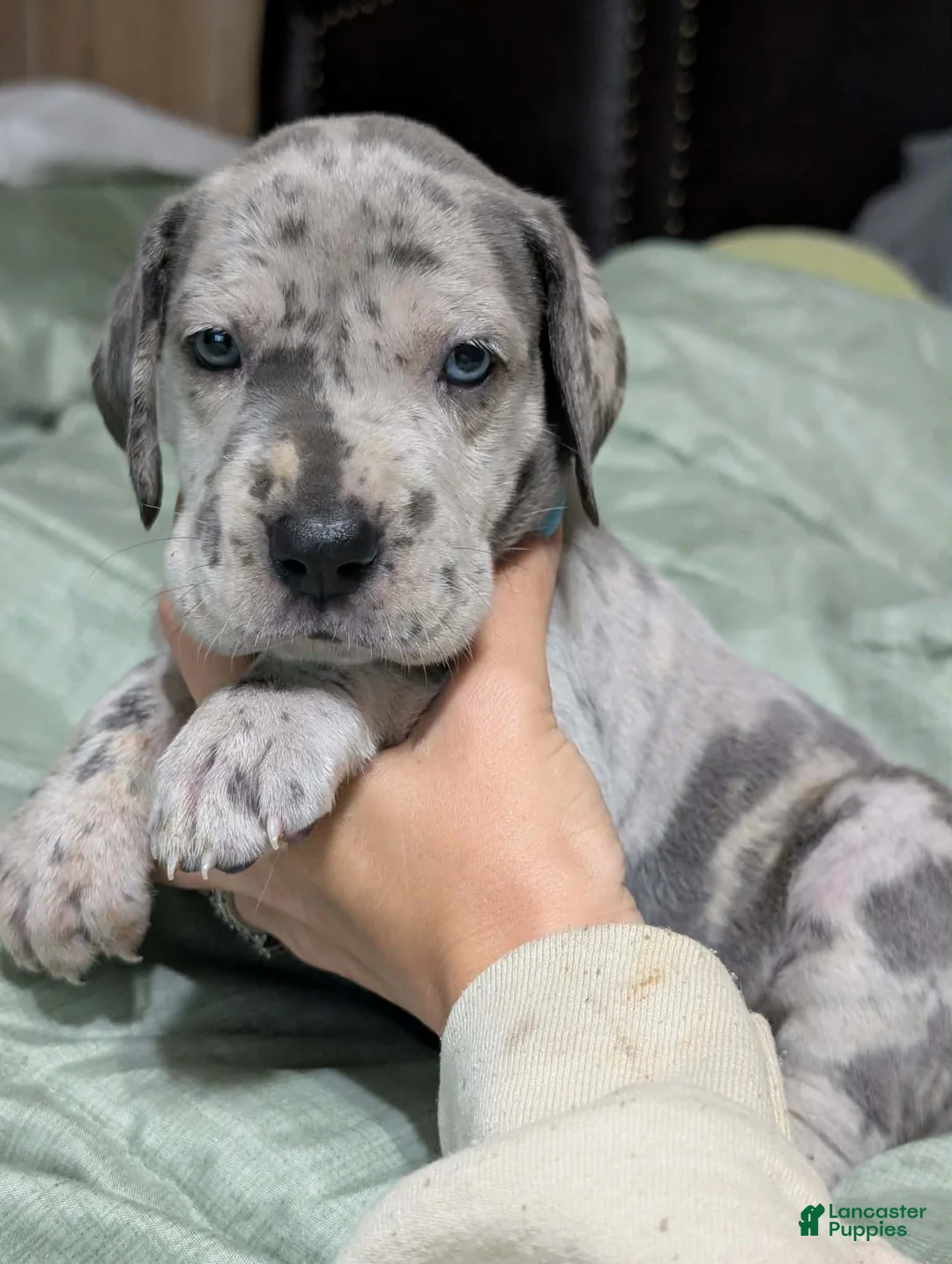 Great Dane dogs for sale: Bessy-female - Ad 1