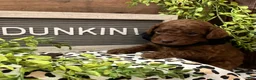 Miniature Poodle dogs for sale: Dunkin - Ad 4