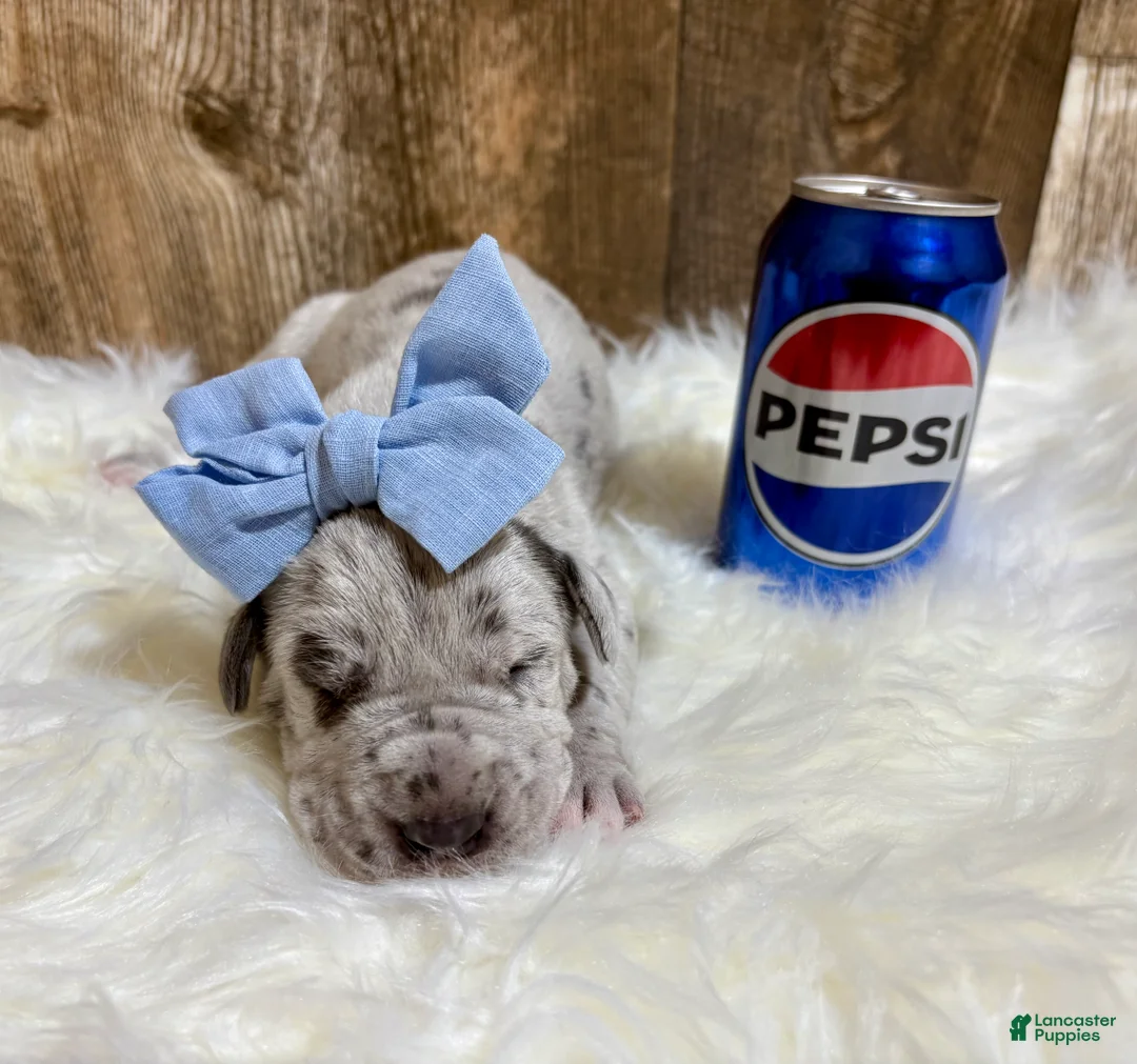 Great Dane dogs for sale: Great Dane - Blue - Ad 4