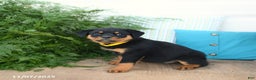 Rottweiler dogs for sale: Addie - Ad 4