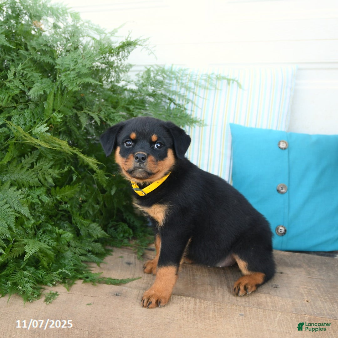 Rottweiler dogs for sale: Addie - Ad 4