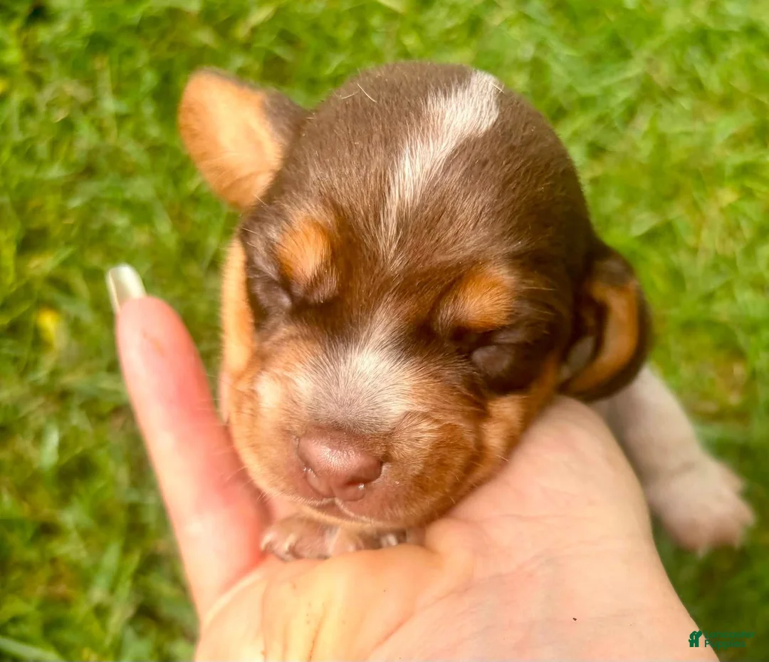Beagle dogs for sale: Mr Blue - Ad 2