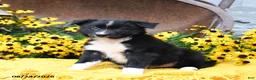Border Collie dogs for sale: Bandit - Ad 1