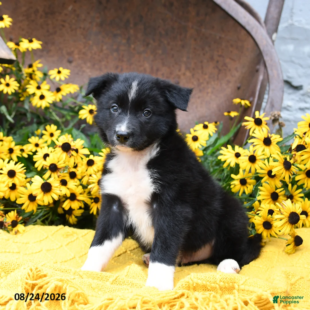 Border Collie dogs for sale: Bandit - Ad 1