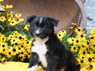 Offset Border Dogs Border Collie Puppies for sale | Lancaster Puppies