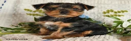 Yorkshire Terrier dogs for sale: Jazzie - Ad 4