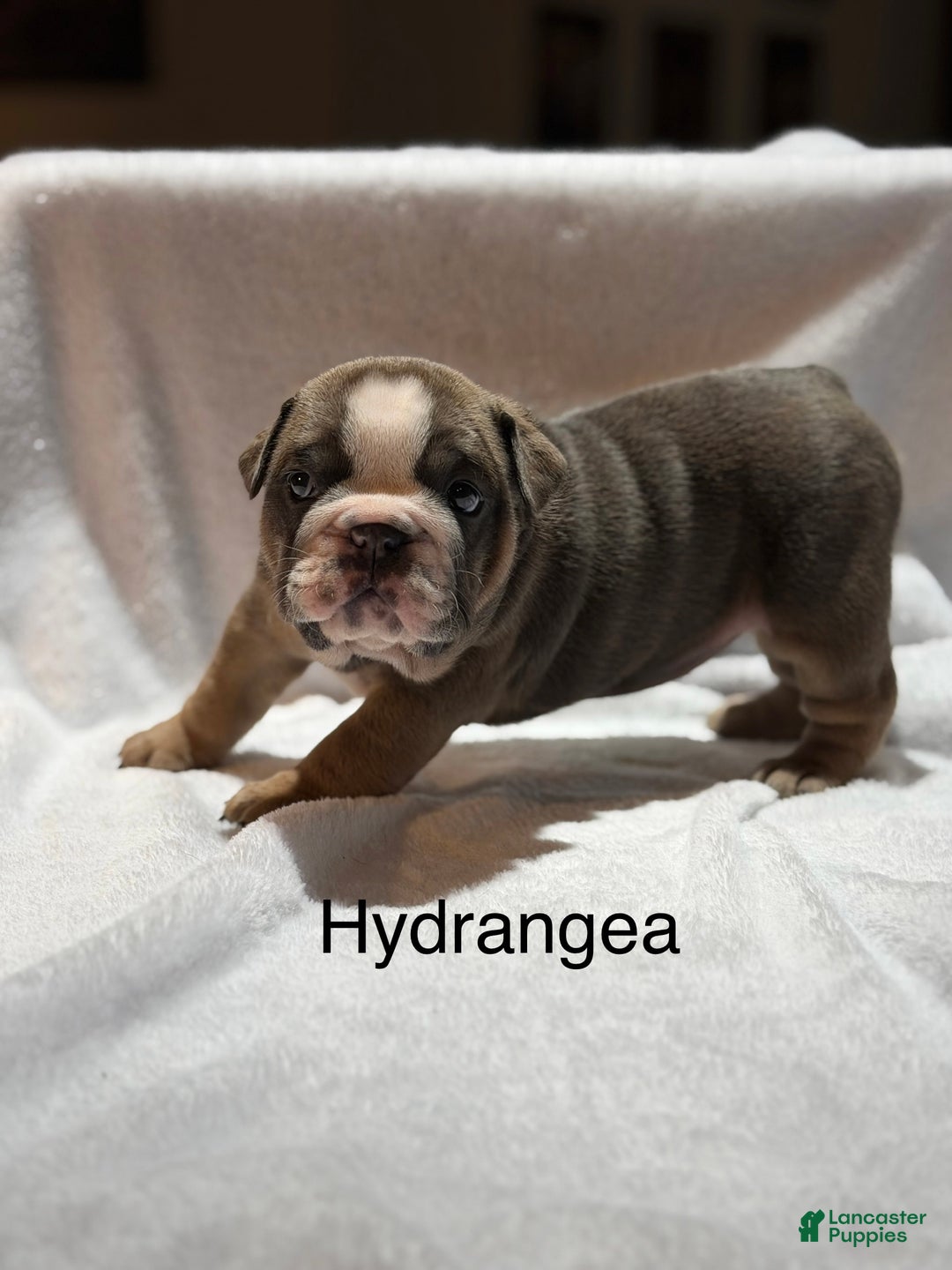 English Bulldog dogs for sale: English Bulldog Puppy 4 - Ad 1