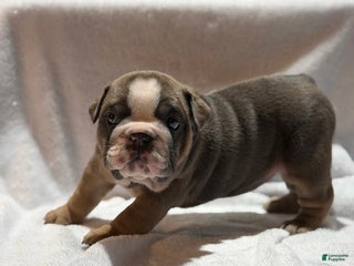 English Bulldog dogs English Bulldog Puppy 4 - Ad 2