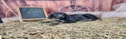 Catahoula Leopard Dog dogs for sale: JJ 2025 Male 4 - Ad 20