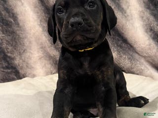 Mixed Breed dogs Yellow - Ad 32