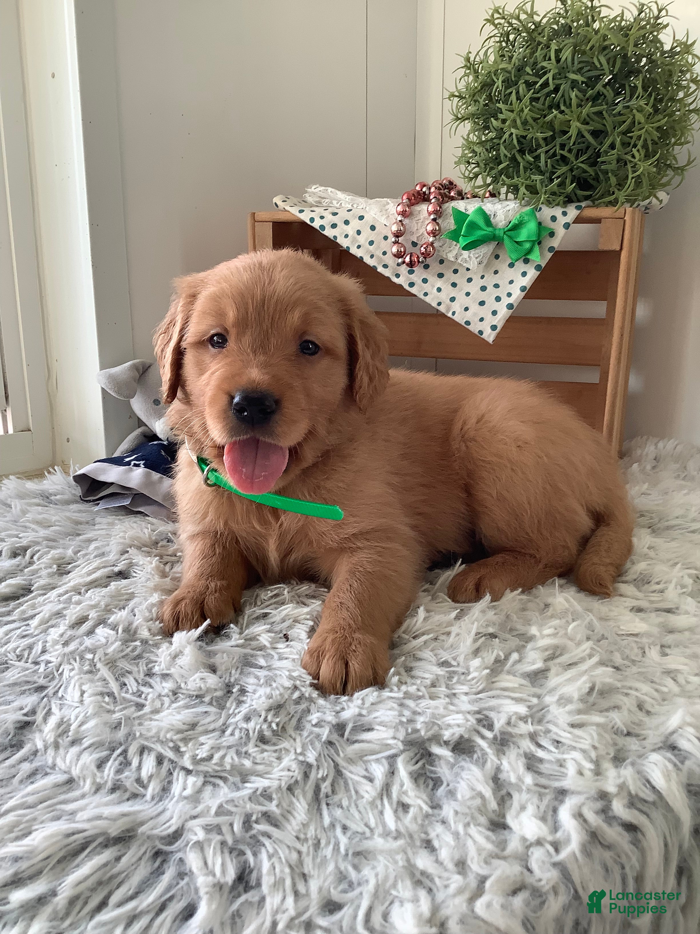 Golden Retriever dogs for sale: Golden Retriever Ticker - Ad 6