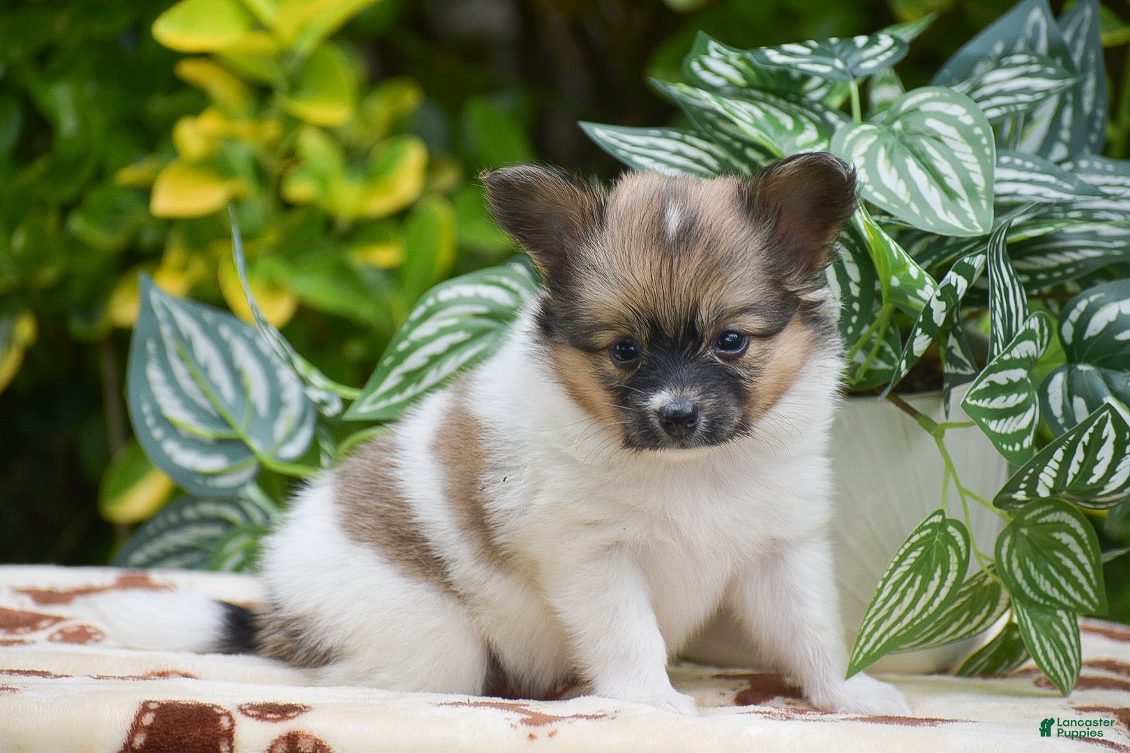 Papillon dogs Flower - Ad 2