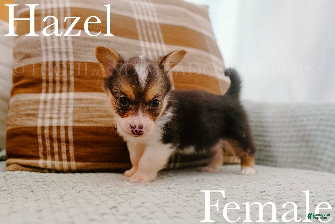 Welsh Corgi Pembroke dogs Hazel - Ad 1