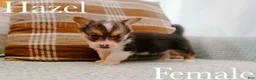 Welsh Corgi Pembroke dogs for sale: Hazel - Ad 1