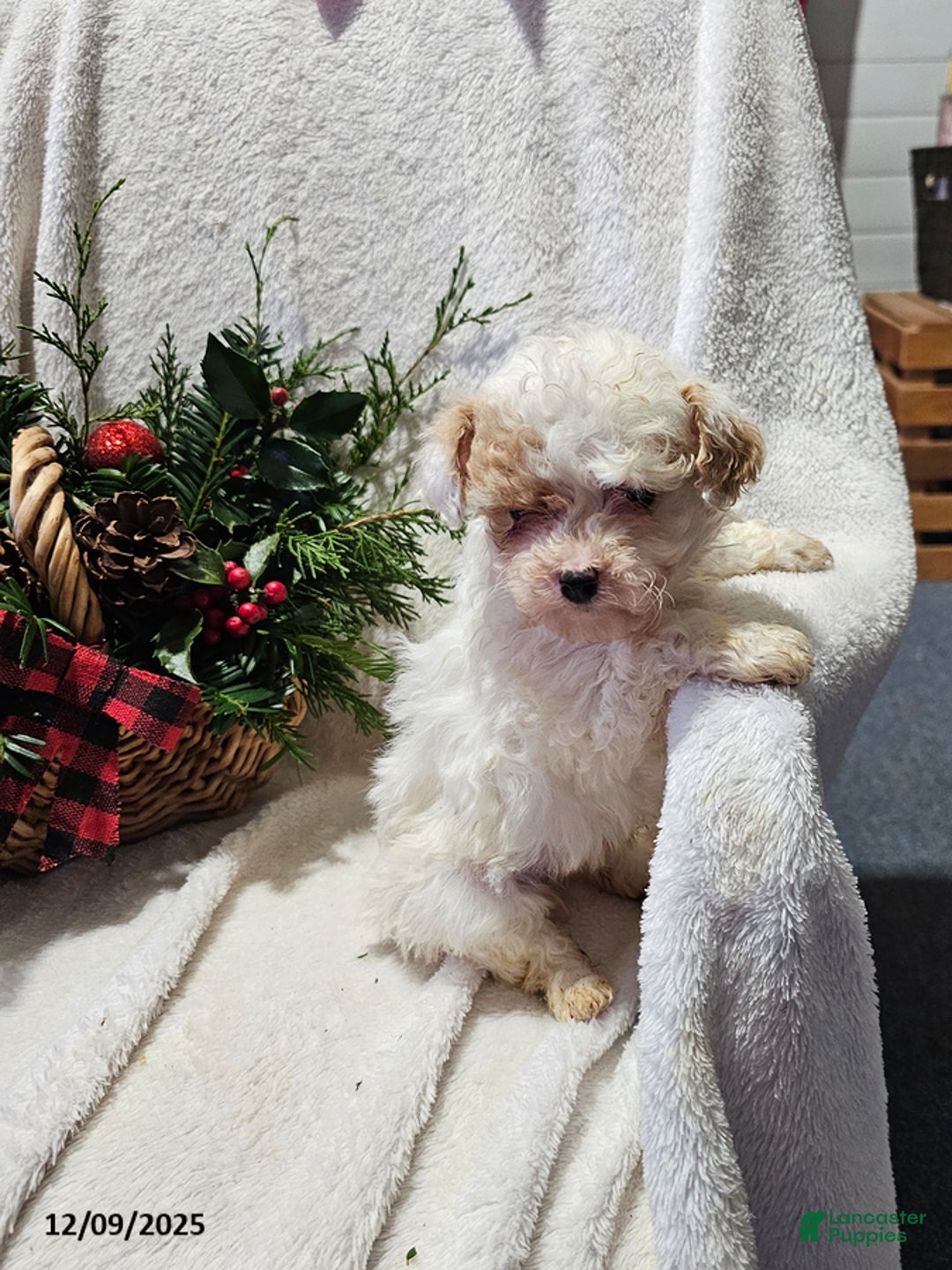 Havapoo dogs for sale: Sara - Ad 1