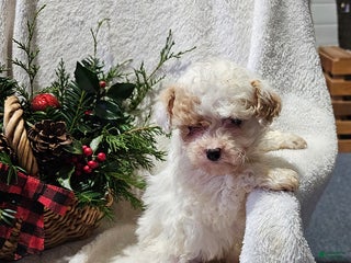 Havapoo dogs Sara - Ad 1