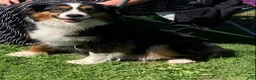 Australian Shepherd dogs for sale: Bear  - Ad 7