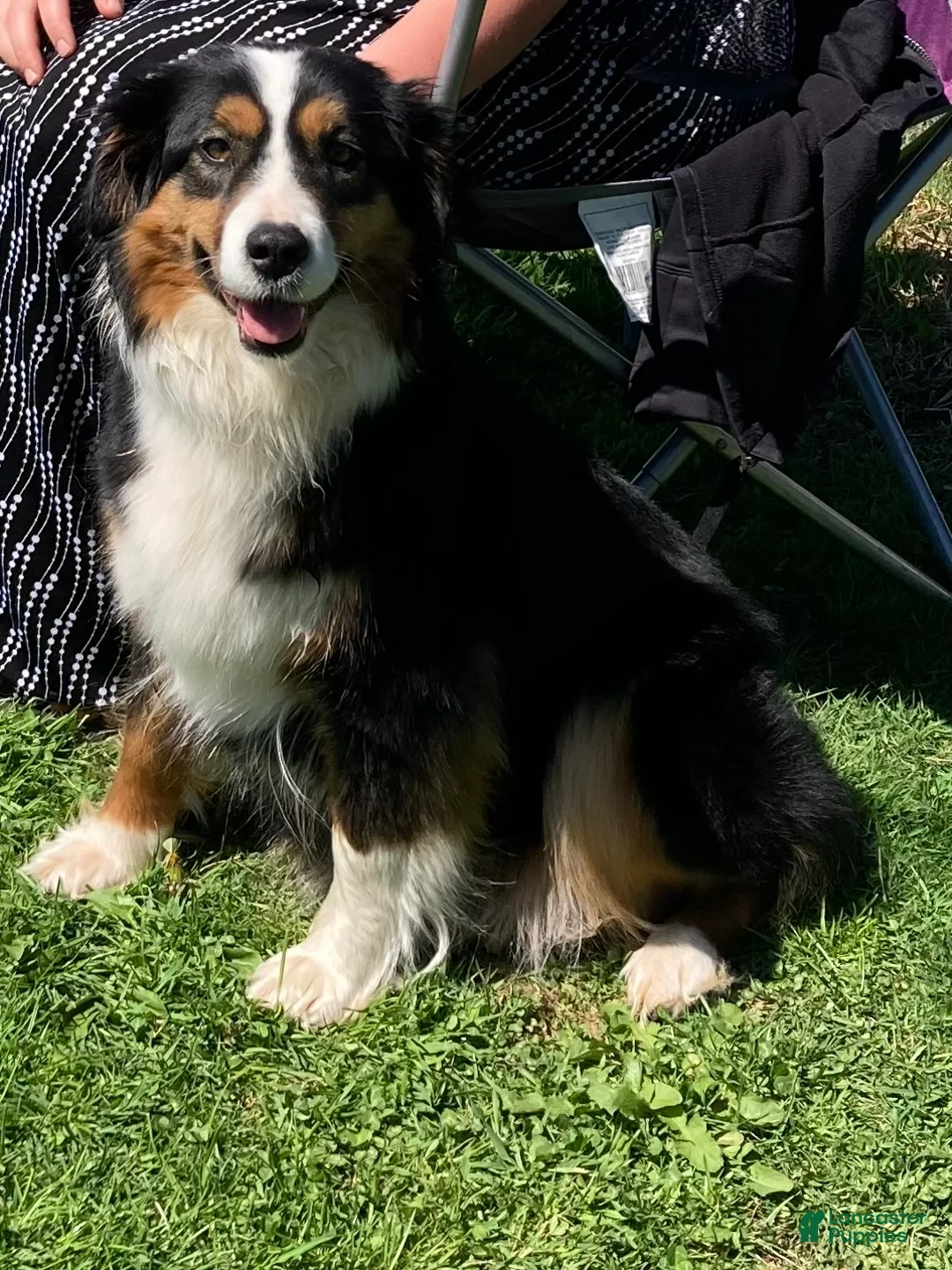 Australian Shepherd dogs for sale: Bear  - Ad 7