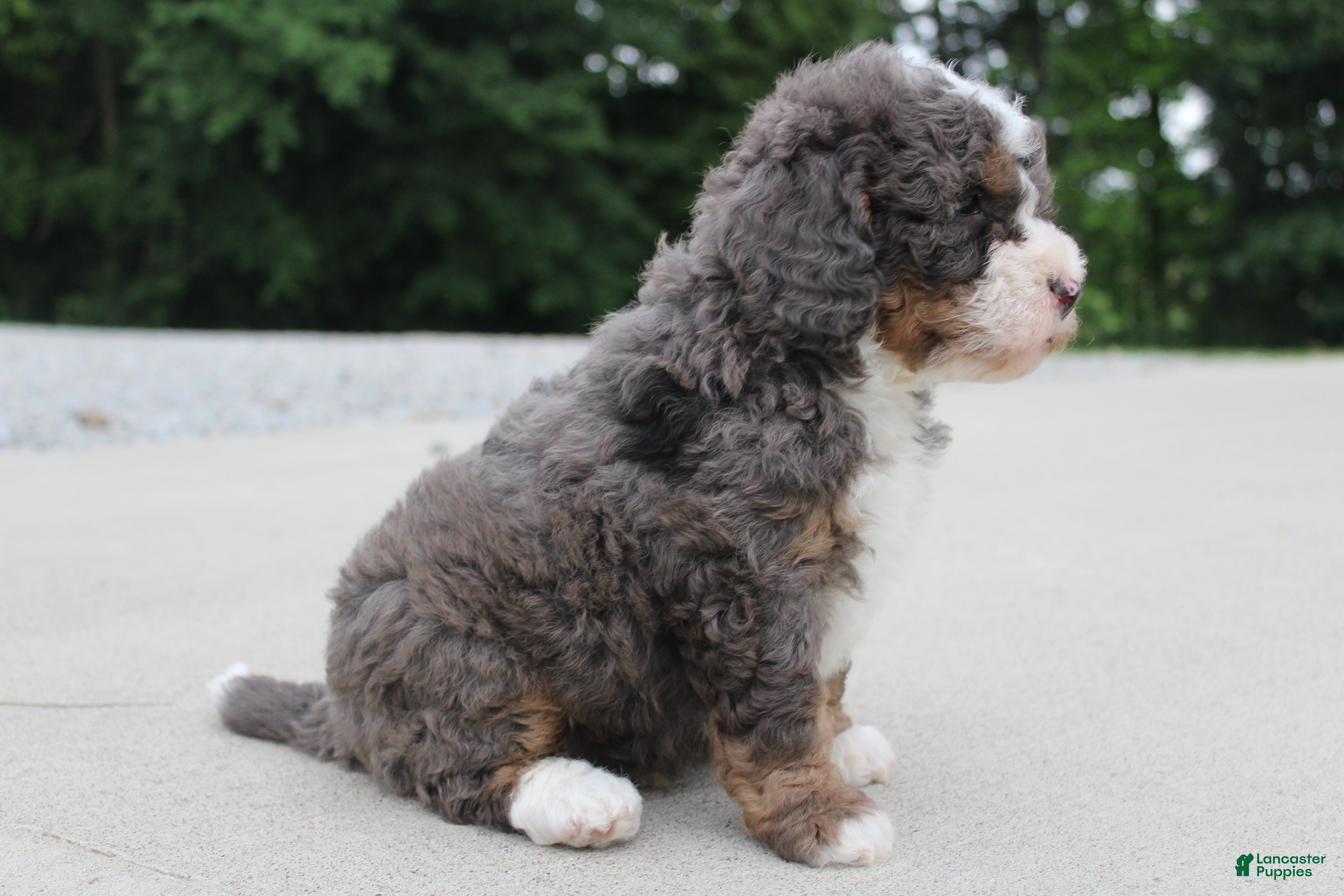 Mini Bernedoodle dogs Archie  - Ad 2