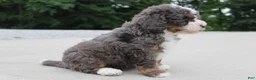 Mini Bernedoodle dogs for sale: Archie  - Ad 2