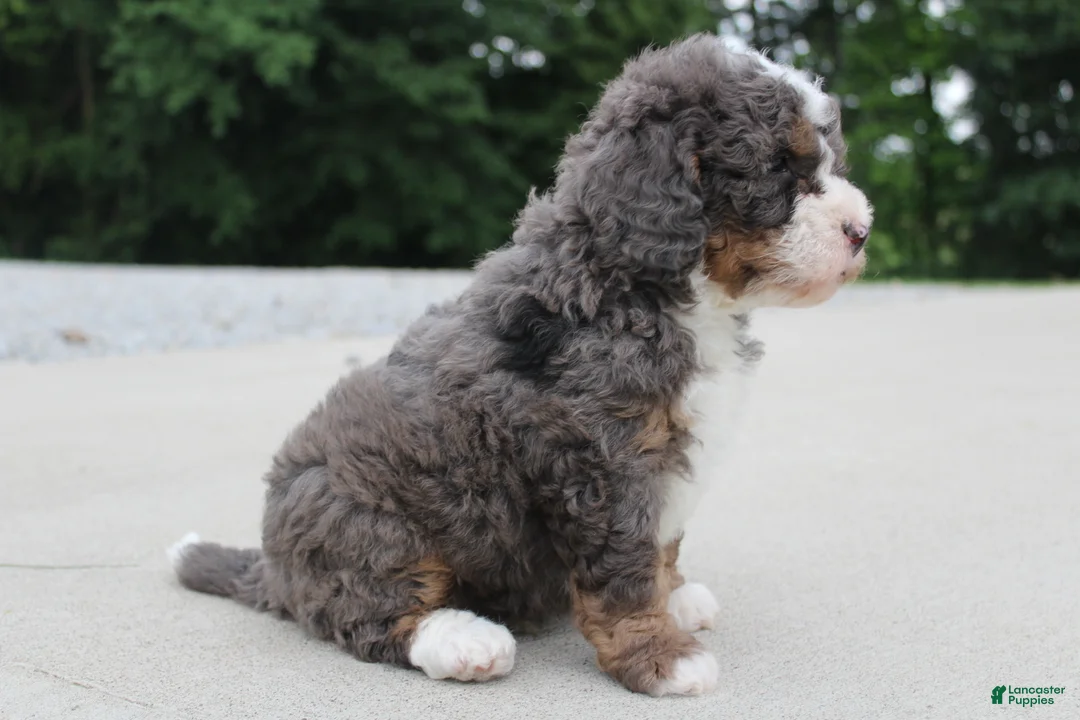 Mini Bernedoodle dogs for sale: Archie  - Ad 2