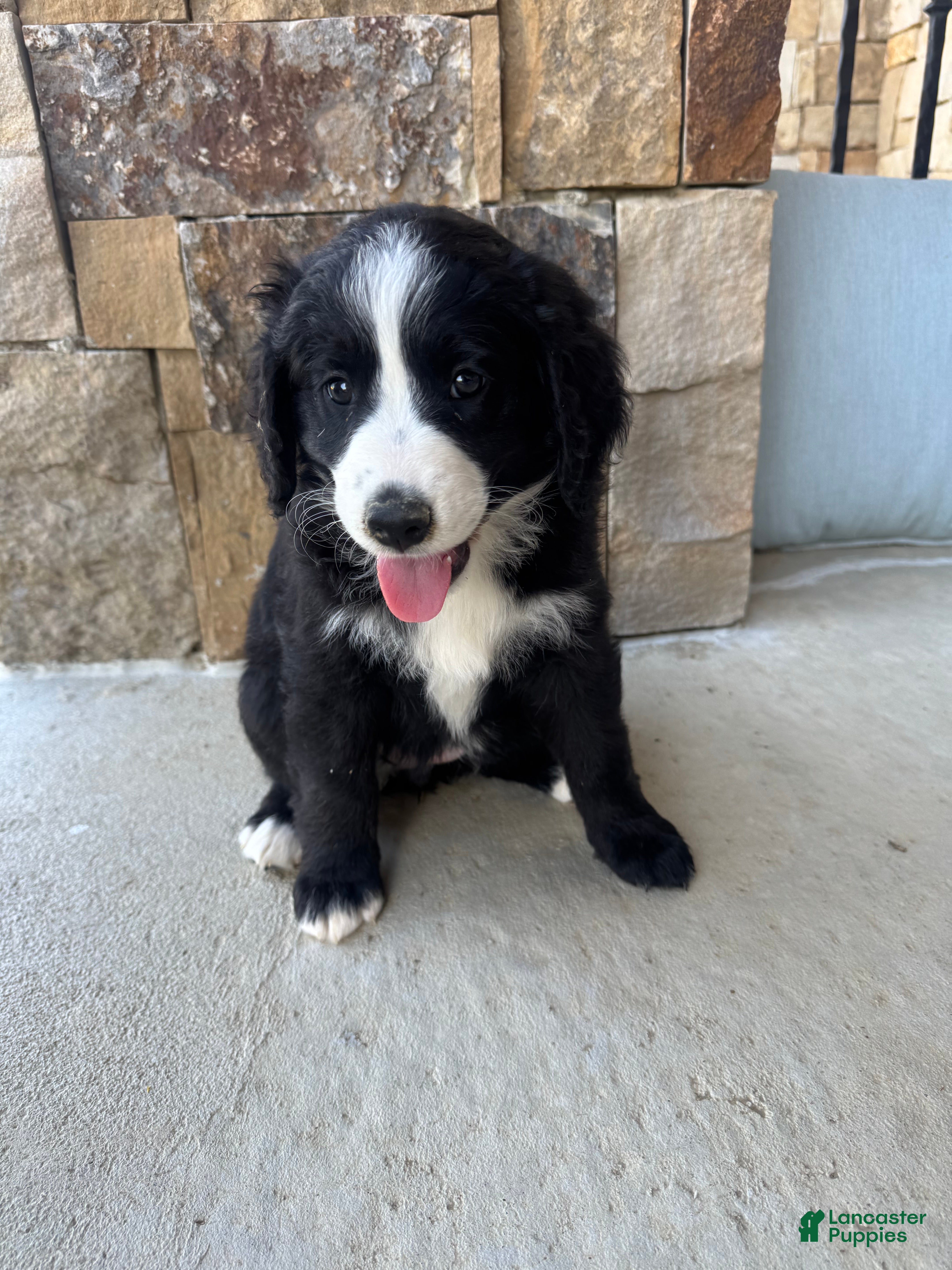 Mixed Breed dogs Piper - Ad 1