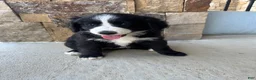 Mixed Breed dogs for sale: Piper - Ad 1