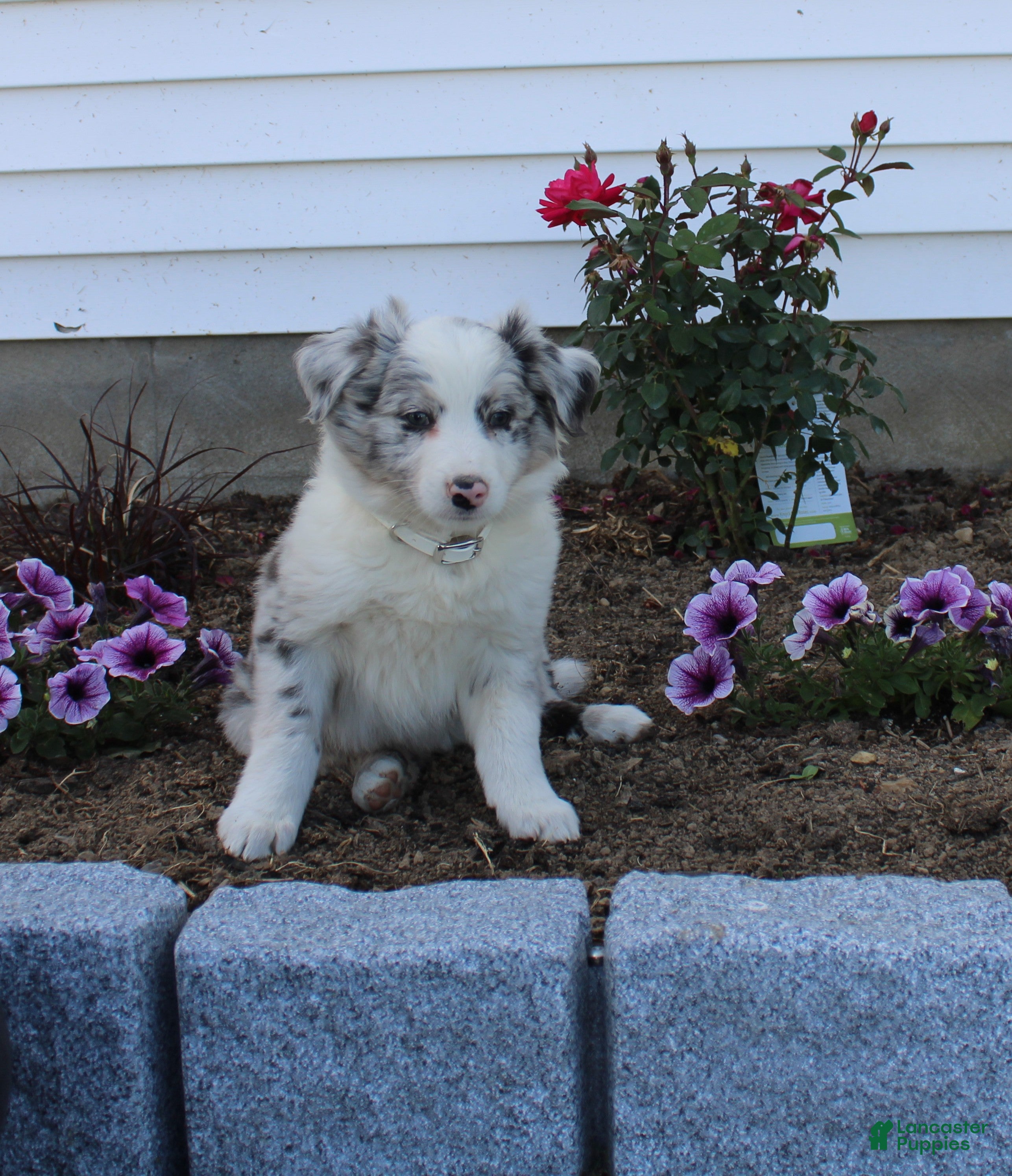 Australian Shepherd dogs Monti - Ad 32