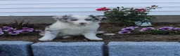 Australian Shepherd dogs for sale: Monti - Ad 1