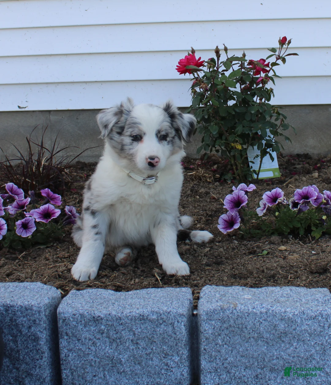 Australian Shepherd dogs for sale: Monti - Ad 1