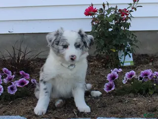 Australian Shepherd dogs Monti - Ad 32