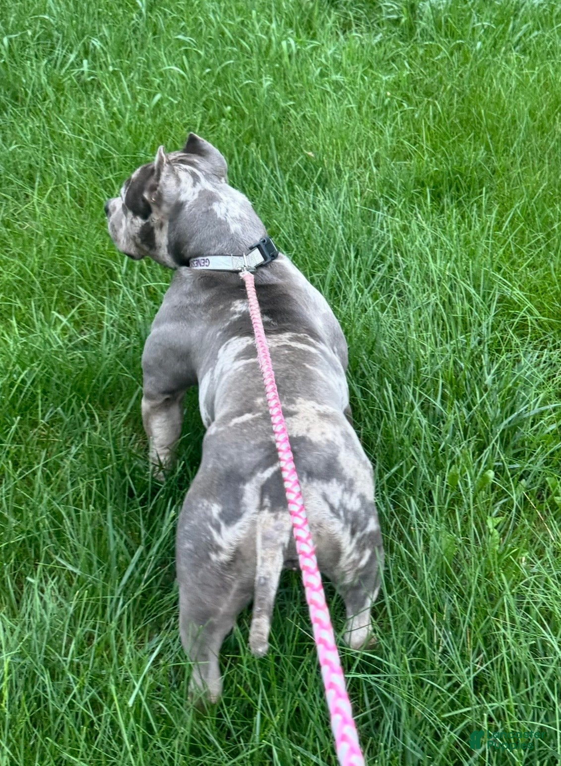 American Bully dogs American Bully Puppy 1 - Ad 2