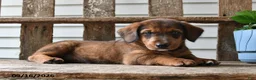 Mixed Breed dogs for sale: Mindy - Ad 5