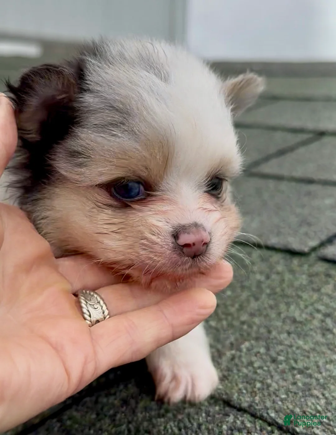 Pomeranian dogs for sale: Merle - Ad 2