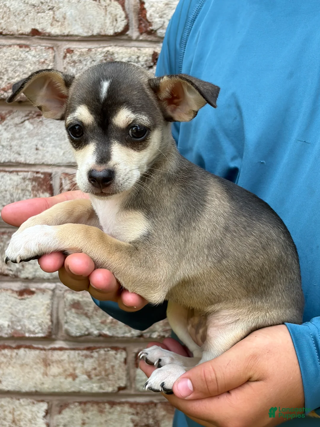 Mixed Breed dogs for sale: Sadie - Ad 2