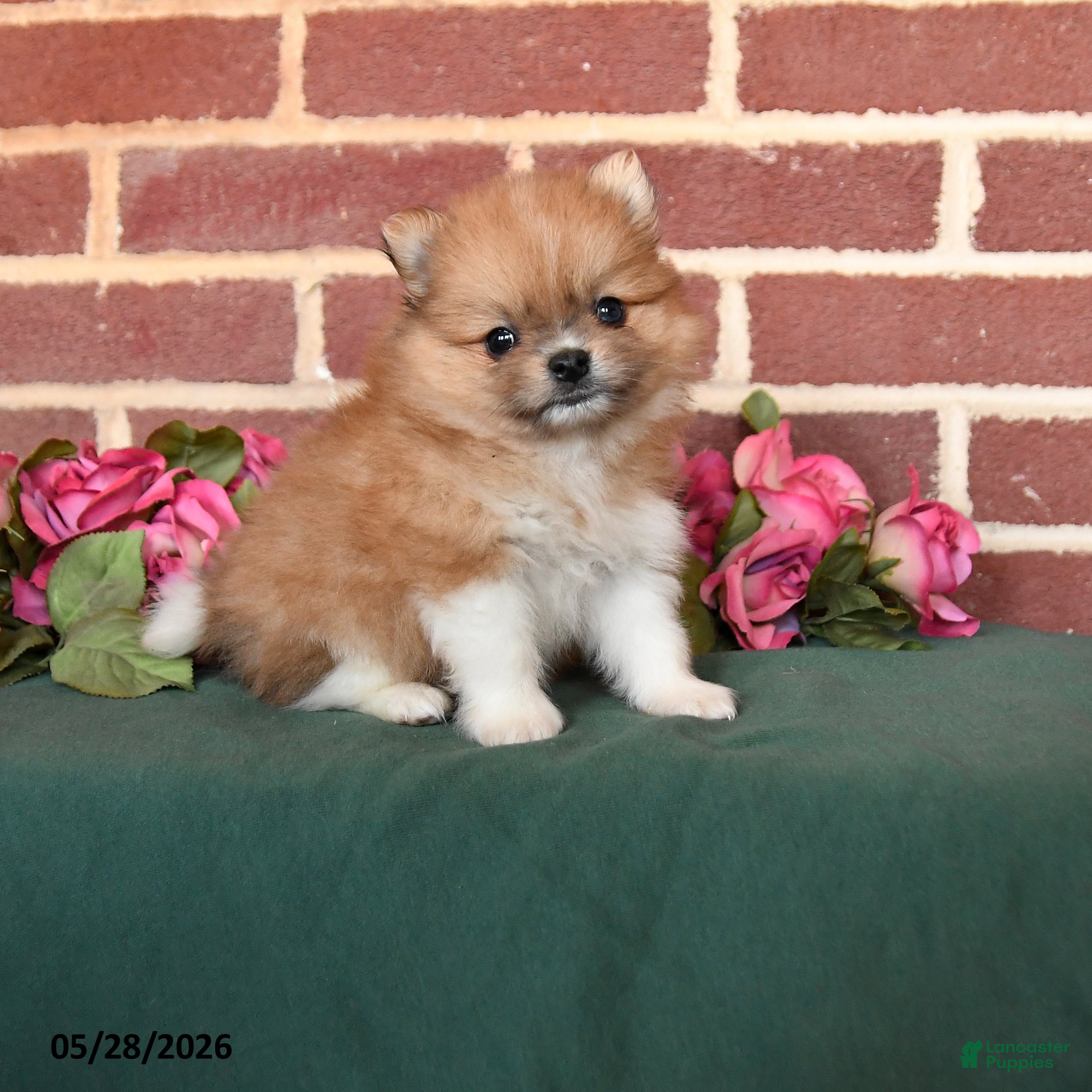 Pomeranian dogs Indy - Ad 1