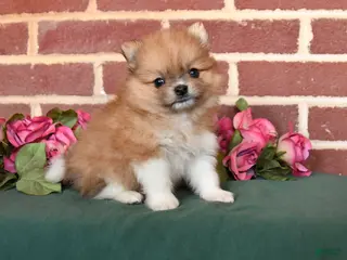 Pomeranian dogs for sale: Indy - Ad 1
