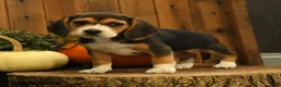 Beagle dogs for sale: Snickers - Ad 3
