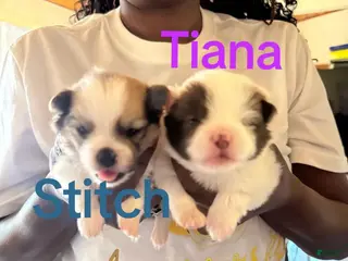 Pomeranian dogs Princess Tiana - Ad 34