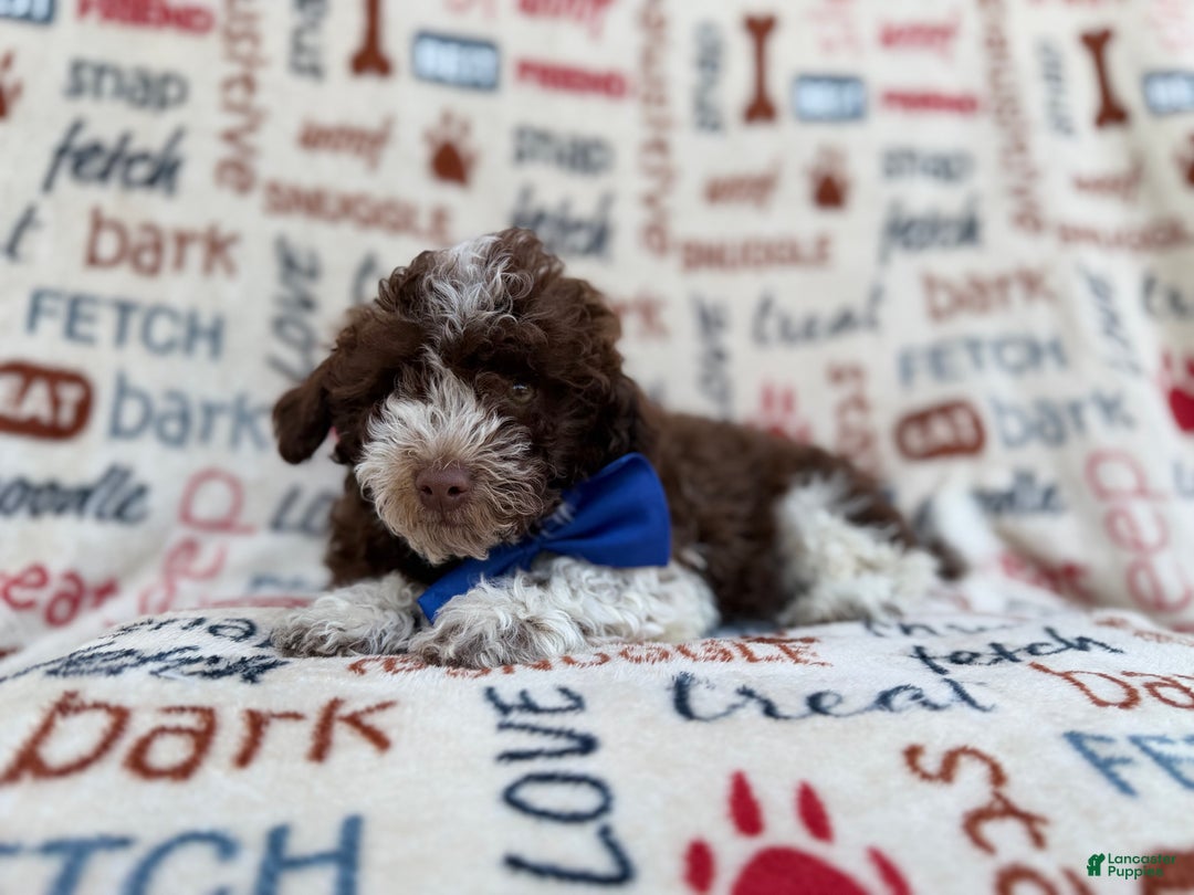 Havapoo dogs for sale: Valentino  - Ad 5