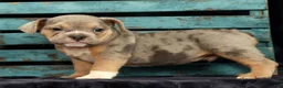 Beabull dogs for sale: Captain - Ad 9