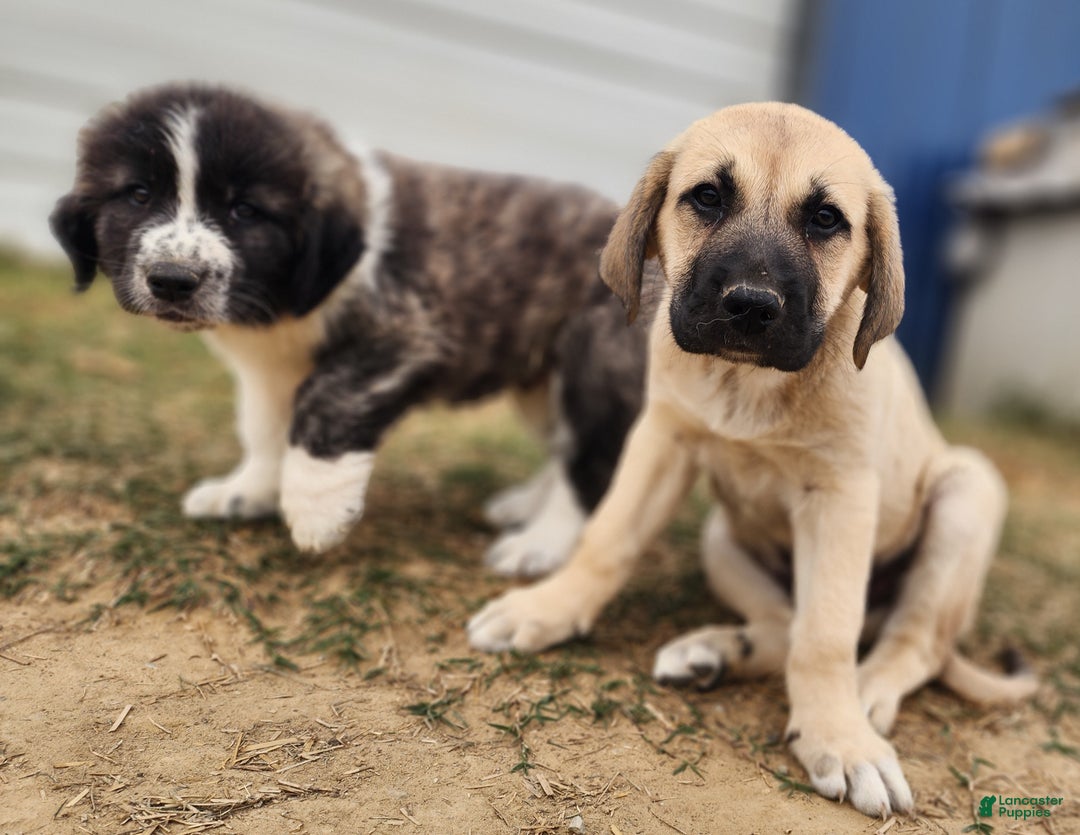 Anatolian Shepherd dogs for sale: AKC Blue M1 ASD puppy - Ad 21
