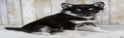 Pomsky dogs for sale: Bailie - Ad 6