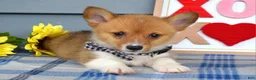 Welsh Corgi Pembroke dogs for sale: Winston - Ad 8
