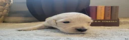 Golden Retriever dogs for sale: Gimli, Champion Sired - Ad 1