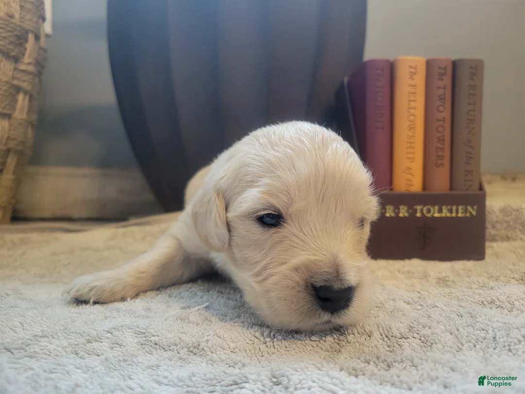 Golden Retriever dogs for sale: Gimli, Champion Sired - Ad 1