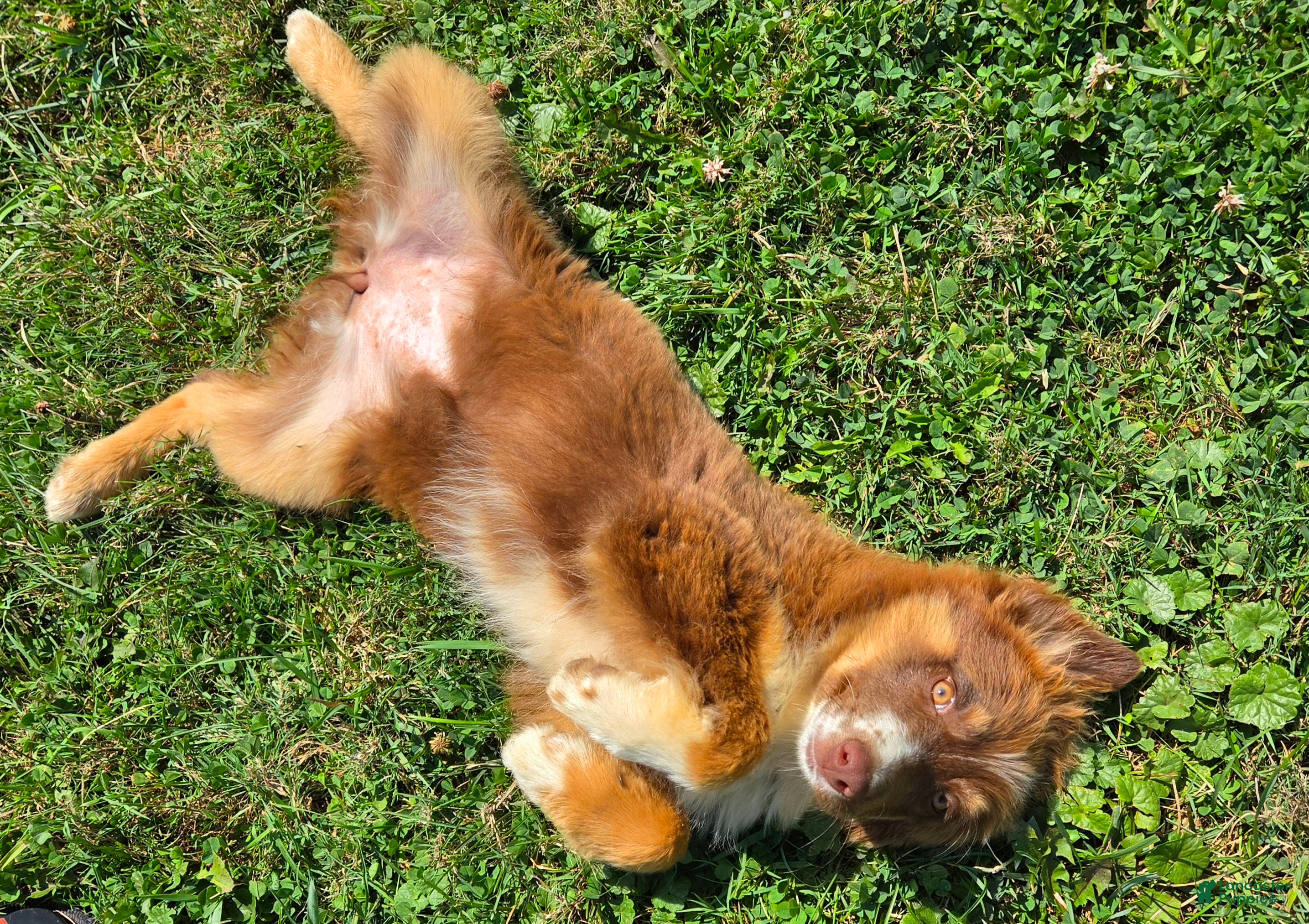 Miniature Australian Shepherd dogs Miniature Australian Shepherd 1 - Ad 2