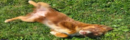 Miniature Australian Shepherd dogs for sale: Miniature Australian Shepherd 1 - Ad 2